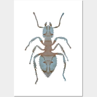 Ant Posters and Art